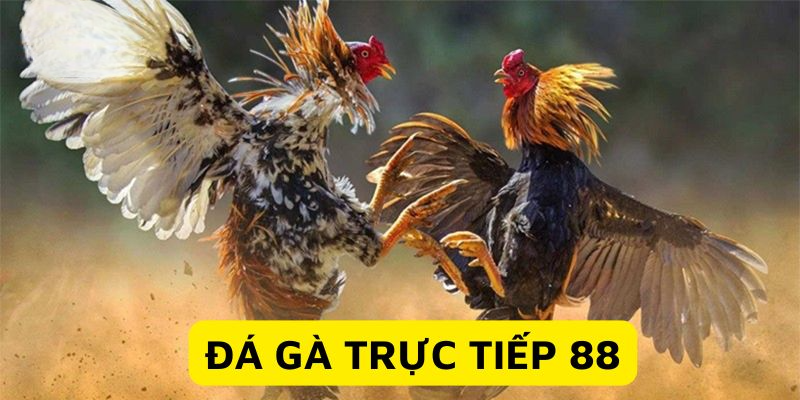 Xem đá gà trực tiếp 88 nhanh