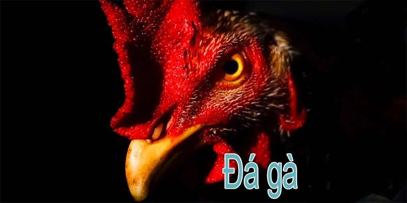 Cao thủ bật mí chiến thuật đặt cược đá gà trực tuyến Thomo